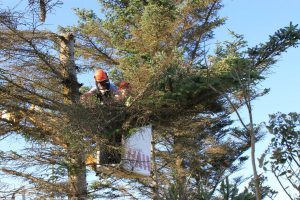 summer tree removal safety, summer tree removal security, summer tree cutting, summer tree cutting safety, summer tree curring security, security specialists tree cutting tips