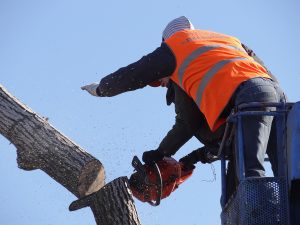 Tree cutting safety tips, tree cutting safety tips, security specialists tree cutting tips, security specialists, summer tree cutting safety